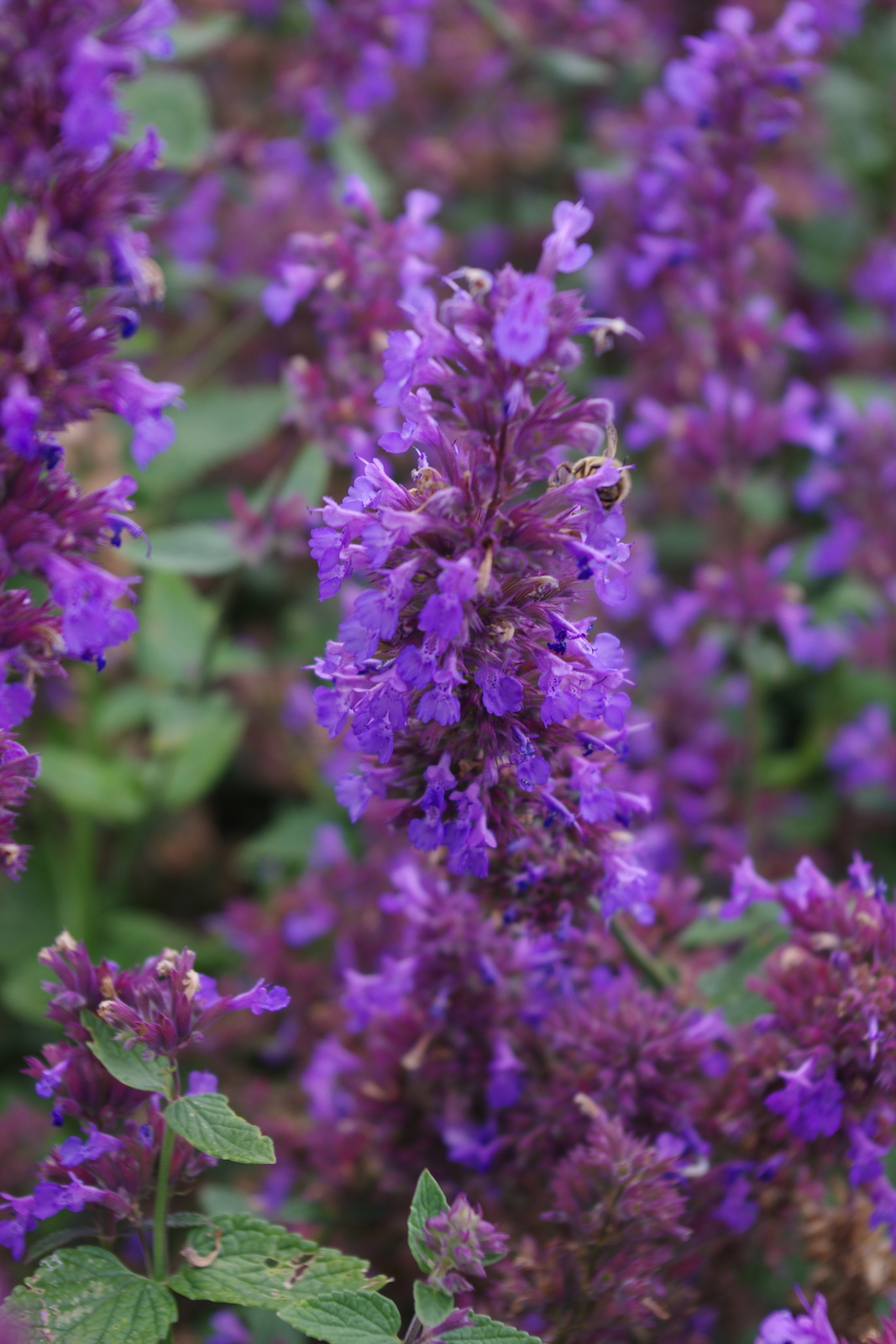 Favourite plants