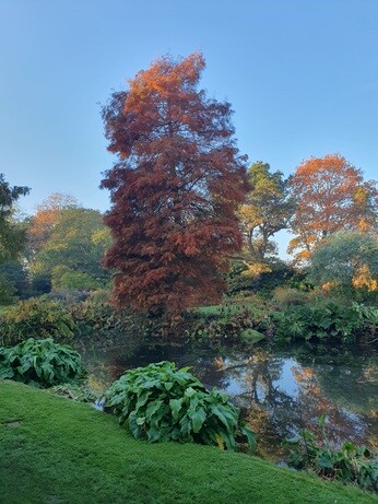 Late October Glory