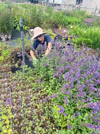 Weekly catchup with garden and propagation Weekly catchup with garden and propagation
