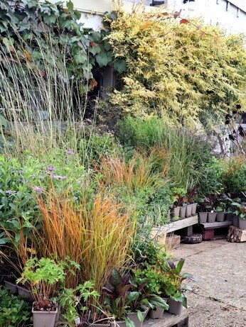 Weekly catch up with garden & propagation