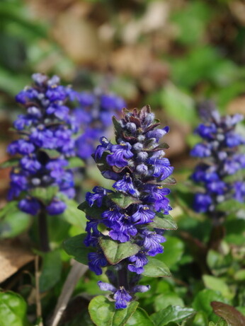 Plant profile - Dwarf anemone