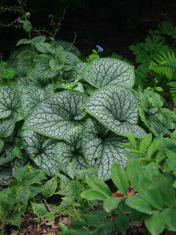 Autumn Planting: helping gardeners adapt to a changing climate