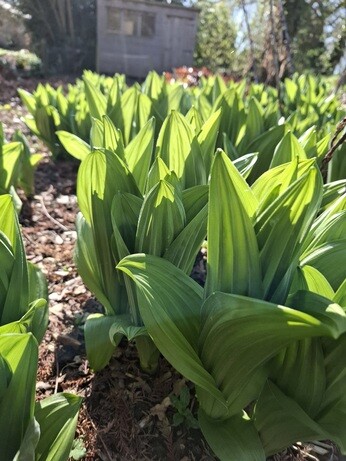 Weekly catch up with gardens & propagation 
