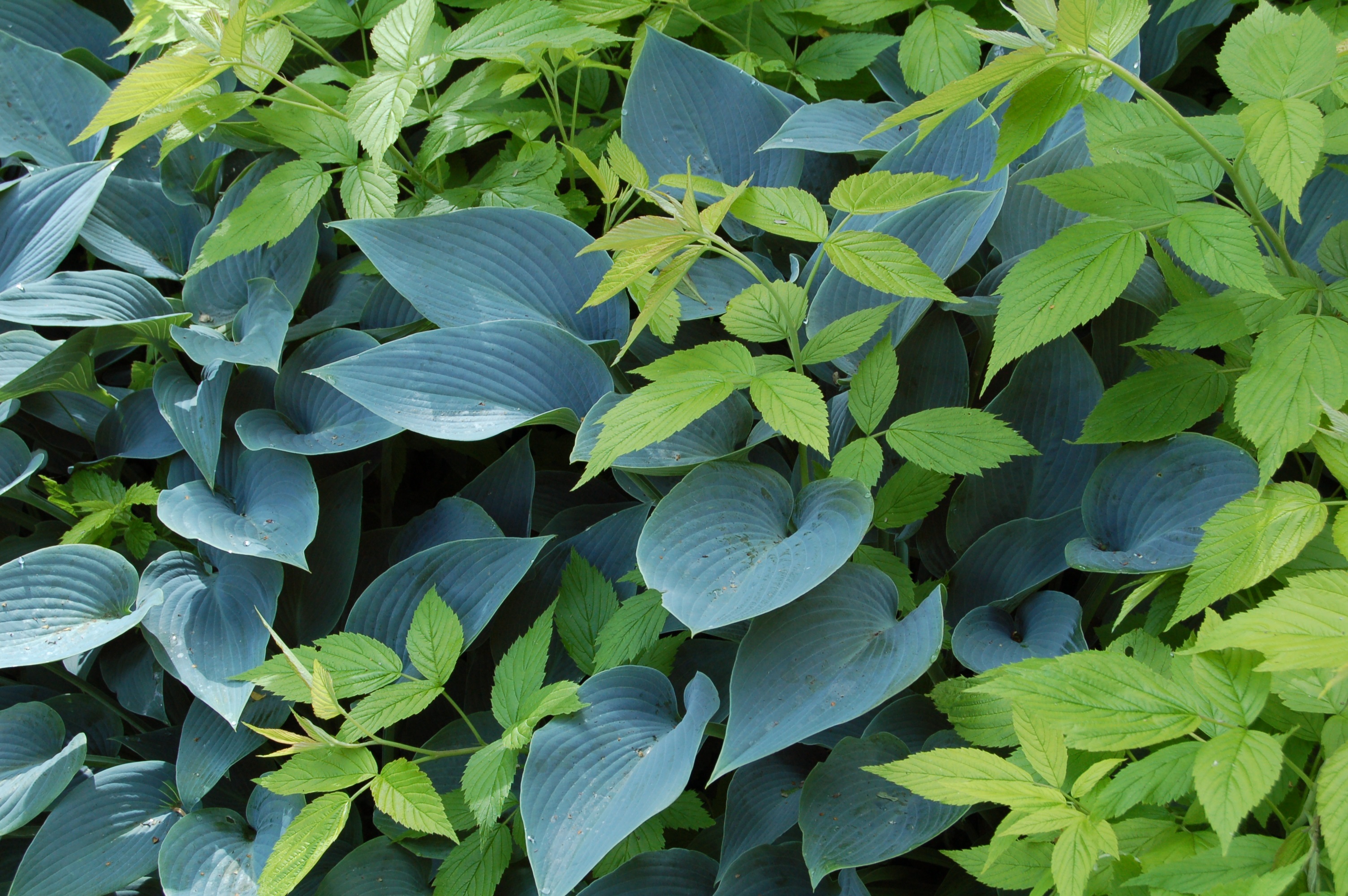 Fabulous foliage