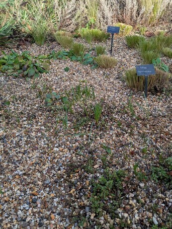 Weekly catch up with garden & propagation