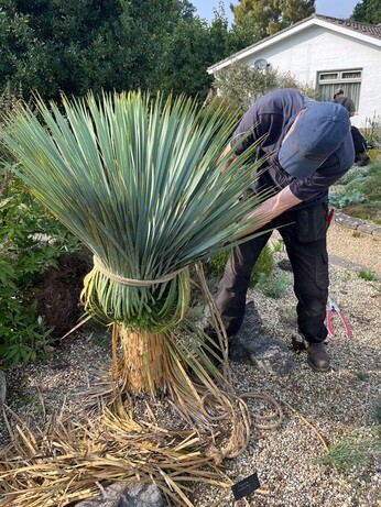 Weekly catch up with garden and propagation Weekly catch up with garden and propagation