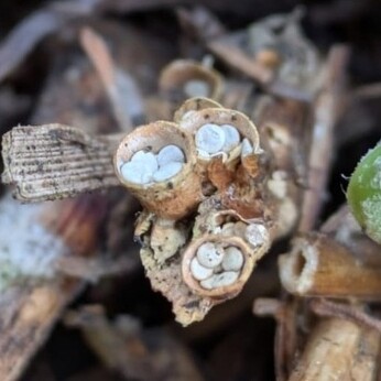 Wild Words from the Ground - March