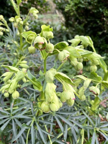 Hellebores in winter