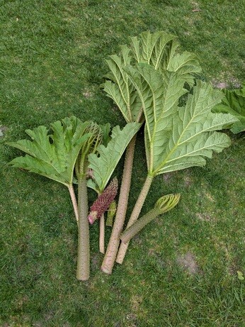 Weekly catch up with gardens & propagation