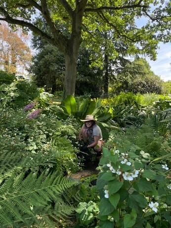 Weekly catch up with garden and propagation Weekly catch up with garden and propagation