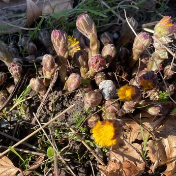 Wild Words from the Ground  February & March