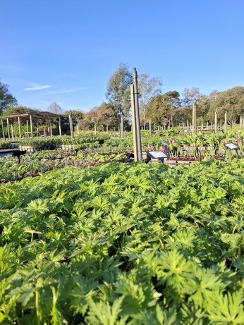 Weekly catch up with gardens & propagation