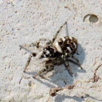 Wildlife at the heart of the City:  the Beth Chatto Meanwhile Garden   