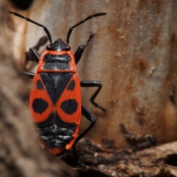 Wild Words from the Ground - October Wild Words from the Ground - October