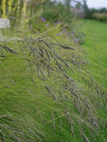 Weekly catch up with garden & propagation Weekly catch up with garden & propagation