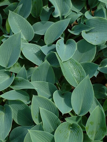 How to grow and get the best from your hostas