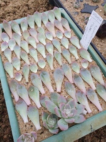Our Propagation Expert Emily's Favourite Tools