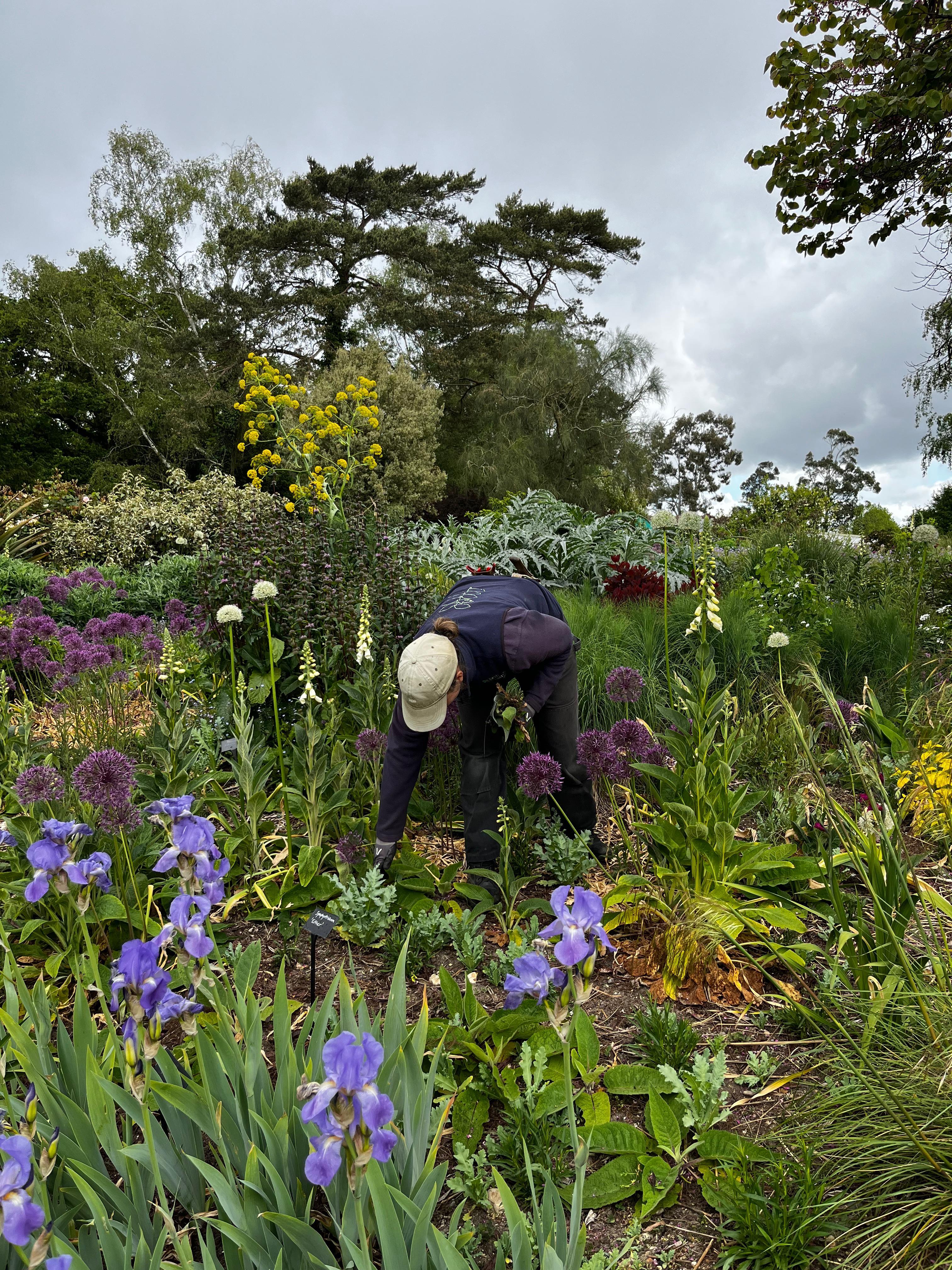 Weekly catch up with garden and propagation
