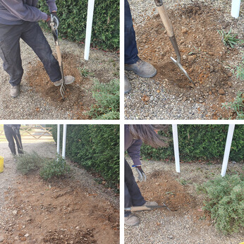 A new area of drought tolerant planting at the garden entrance