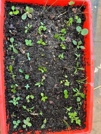 Weekly catch up with garden and propagation Weekly catch up with garden and propagation
