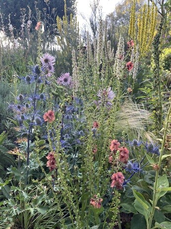 Weekly catch up with garden and propagation