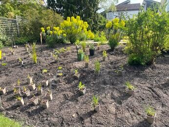 Rejuvenating a Tired Garden Border Rejuvenating a Tired Garden Border