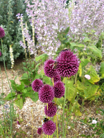 Alliums