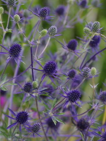 Plant profile - calamintha Plant profile - calamintha