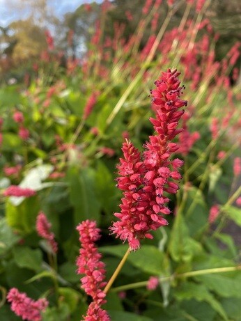 Plant profile - Bistorta amplexicaulis Plant profile - Bistorta amplexicaulis