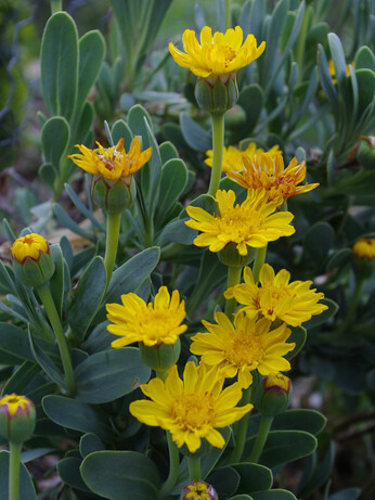 Weekly catch up with garden & propagation