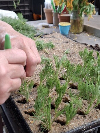 Weekly catch up with garden and propagation Weekly catch up with garden and propagation