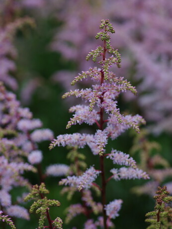 Astilbe - how to grow and care for Astilbe - how to grow and care for