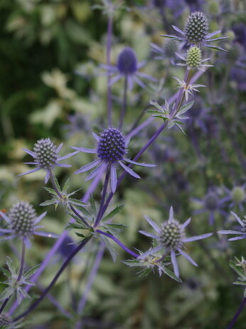 Gardening Dilemmas - Part 3 Gardening Dilemmas - Part 3