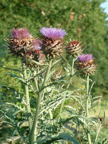Plant profile - cynara Plant profile - cynara