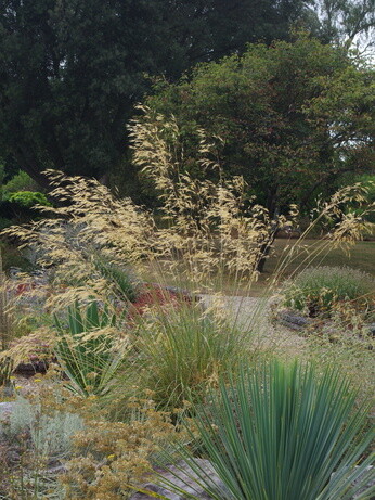 Stipa- How to Grow and Care for