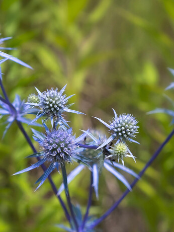 Plant profile - eryngium