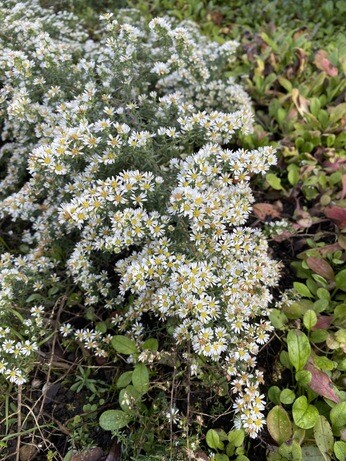 Symphyotrichum-How to Grow and Care for