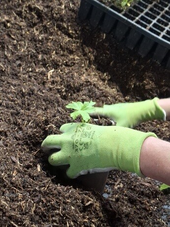 Weekly catch up with garden & propagation