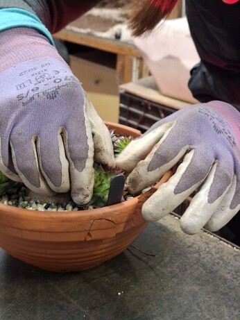 Weekly catch up with garden & propagation