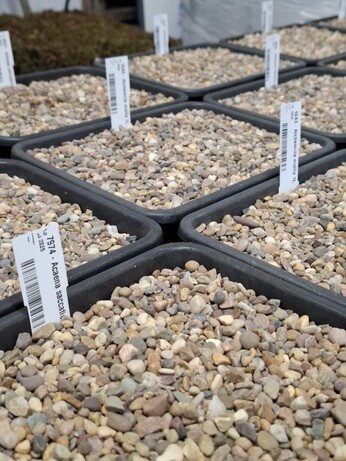 Weekly catch up with garden & propagation