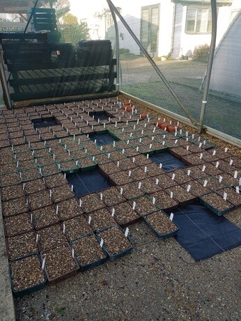 Weekly catch up with garden & propagation