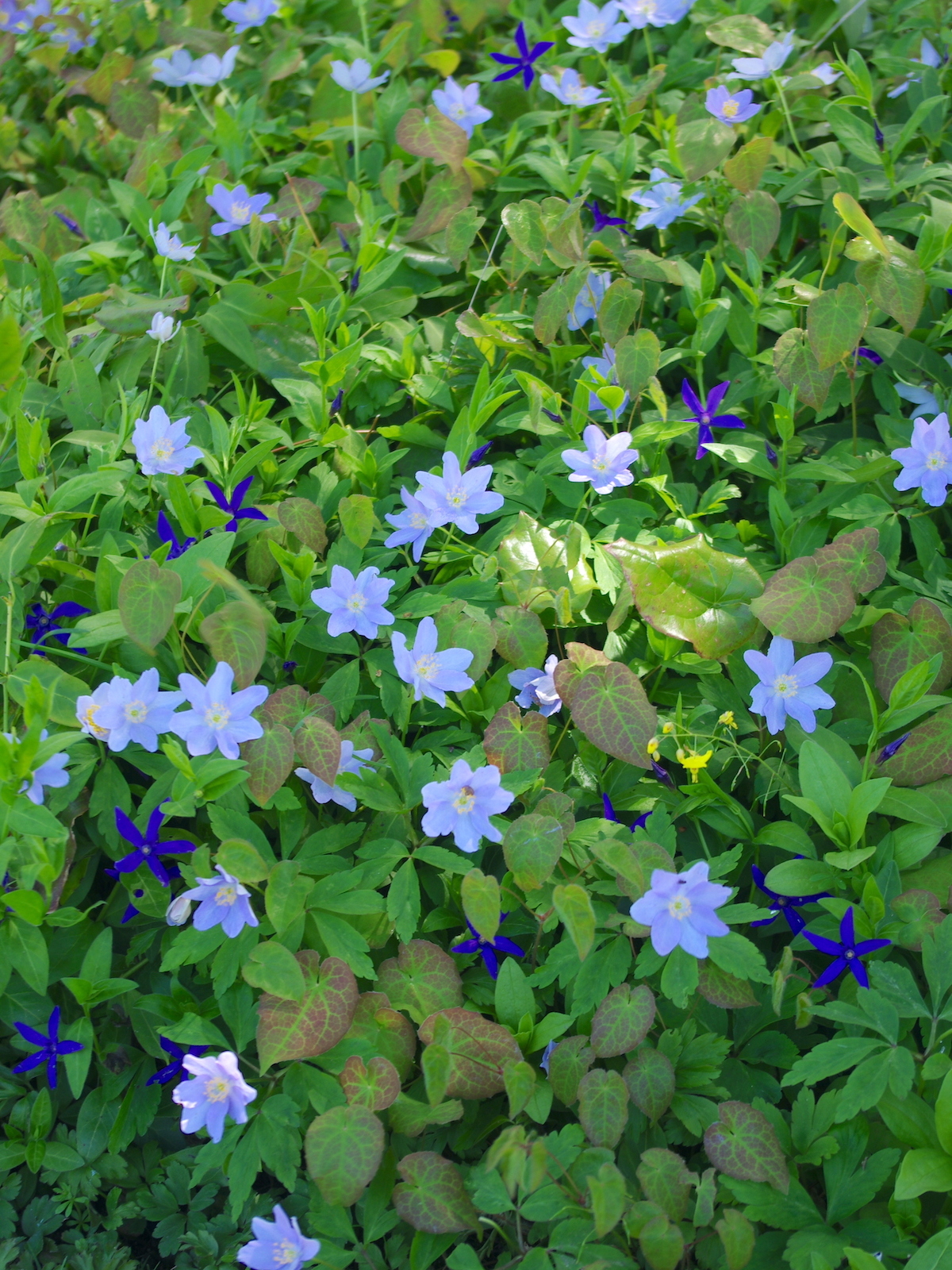 Favourite plants