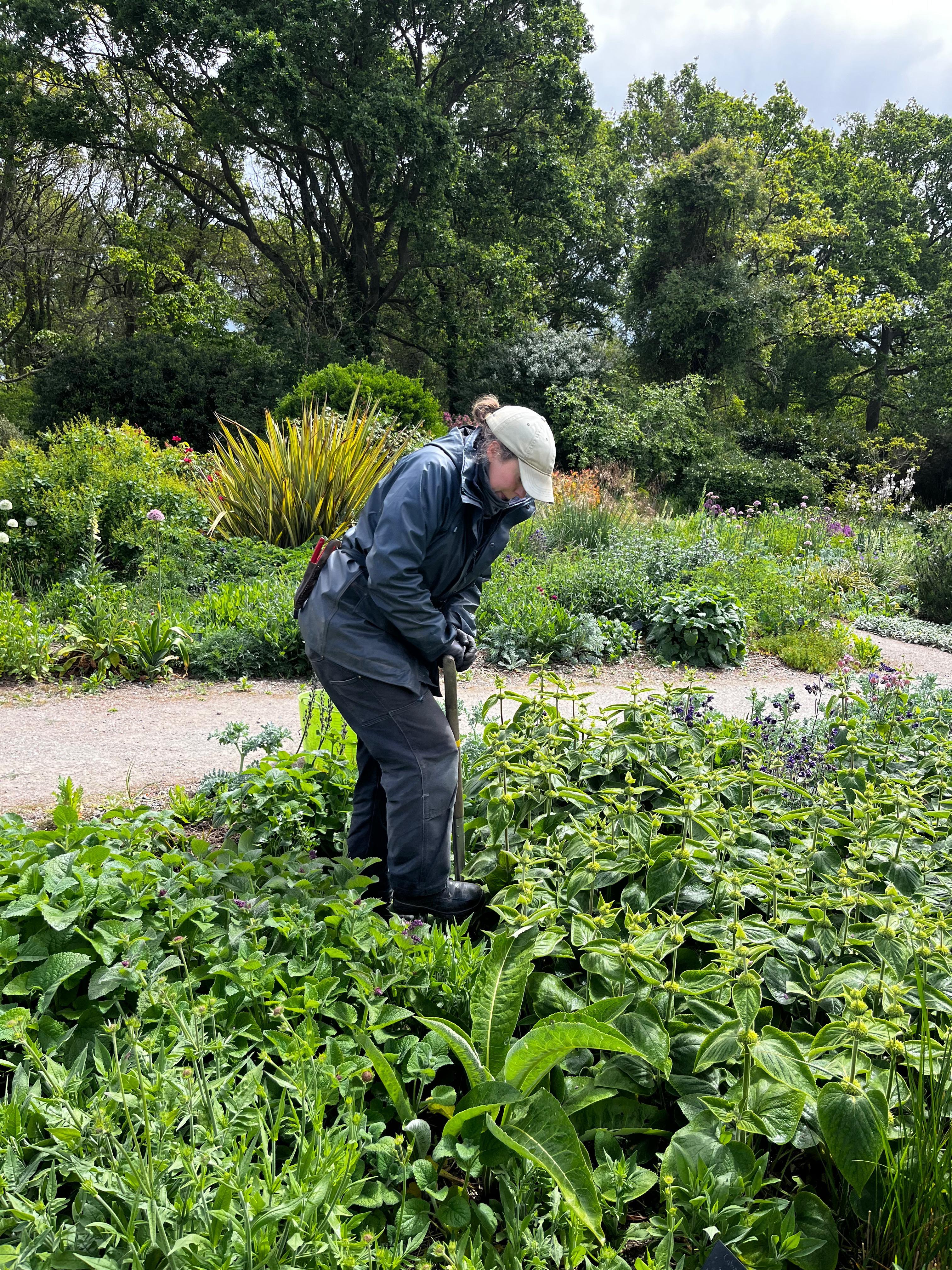 Weekly catch up with garden and propagation