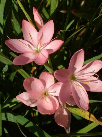 Top 10 plants for autumn interest