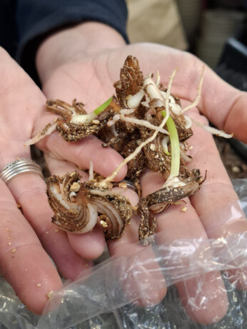 Weekly catch up with garden & propagation Weekly catch up with garden & propagation