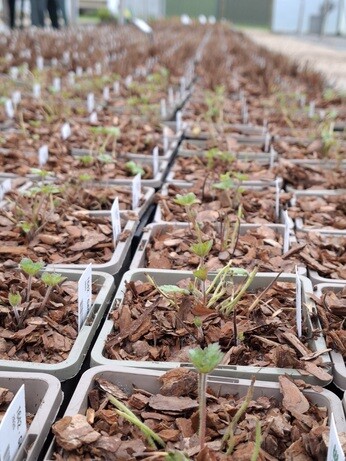 Weekly catch up with garden & propagation Weekly catch up with garden & propagation