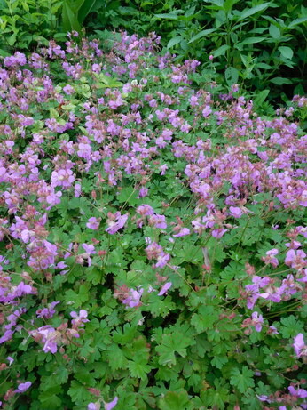 Plants that have stood up to the summer - Reservoir Garden