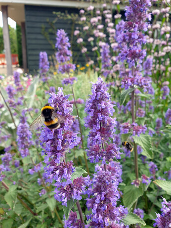 Nepeta (Catmint)- how to grow and care for