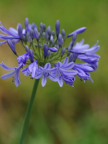 Weekly catch up with gardens & propagation