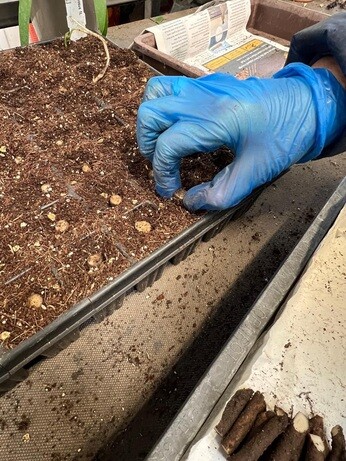 Weekly catch up with garden & propagation